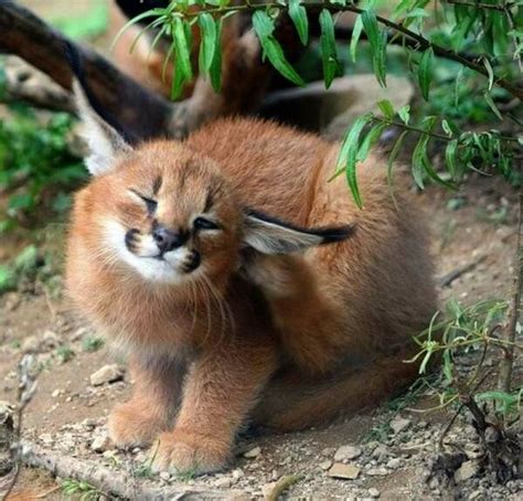 mayu™️ on Twitter | Cute animals, Cute baby animals, Caracal cat