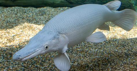 10 Incredible Alligator Gar Facts - Wiki Point