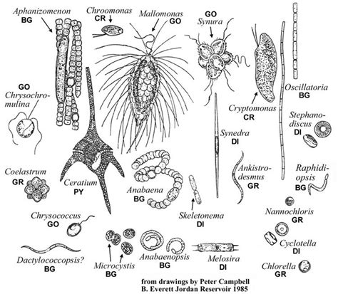 ️Plankton Identification Worksheet Free Download| Goodimg.co