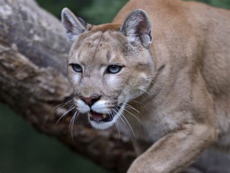 Portrait Cougars Stock Image - Image: 33743611