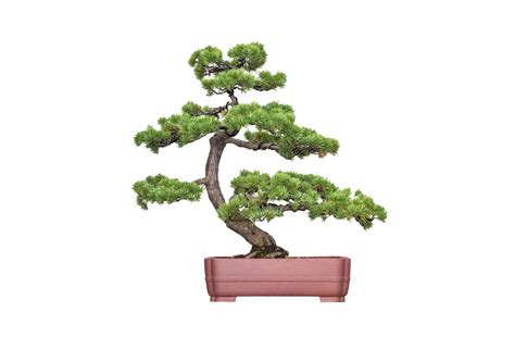 The Art of Bonsai - Age Old