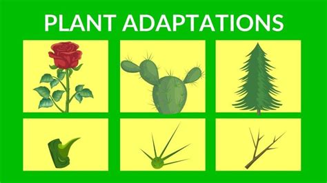 Plant Adaptation Definition and Examples in Details - Basic Agricultural Study