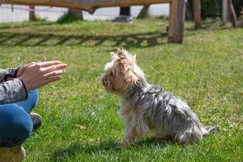 How to train your Yorkie to sit - 3 easy steps - Oh Mi Dog