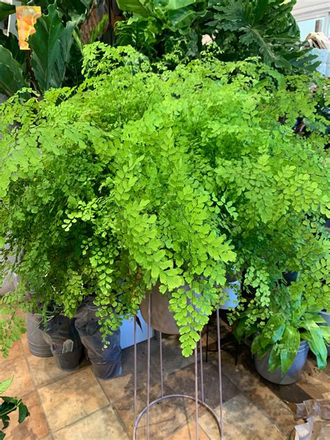 10" Maidenhair Fern - Flowers Talk Tivoli