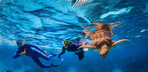 Snorkeling Cairns Experience the Great Barrier Reef