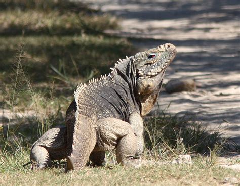 Cuban Rock Iguana Facts and Pictures