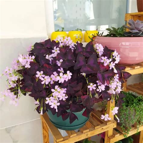 Oxalis Care Guide - Tips for Thriving Plants