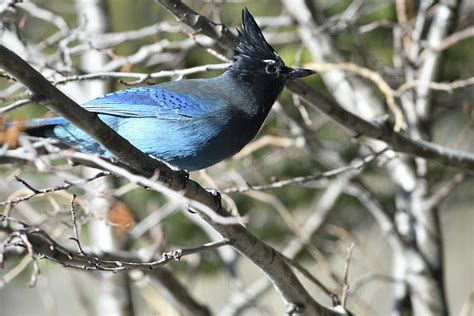 Blue Cardinal Photograph by Jon Williamson - Fine Art America