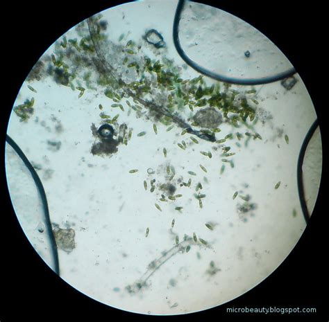 The Wonderful Microworld: Green colour microorganisms in water.