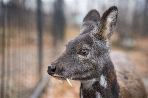 Siberian Musk Deer, a Rare Pair Hoofed Animal with Fangs Stock Photo ...