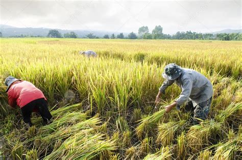 Farmers harvesting rice in rice field Stock Photo by ©art8MB 89073196