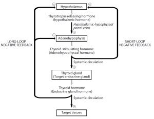 Hormones of the neurohypophysis - Biology Ease