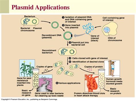 PPT - Plasmid DNA Isolation PowerPoint Presentation - ID:477427