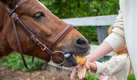 Can Horses Eat Apples: Facts, Recipes & Cautions - Helpful Horse Hints