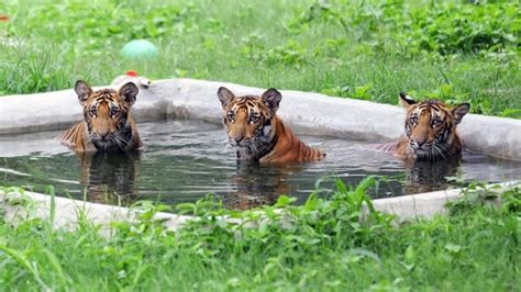 Delhi zoo to reopen for visitors from August 1 | Latest News Delhi - Hindustan Times