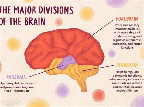 The Diencephalon: Structure and Function of this Brain Region - Wellnessbeam