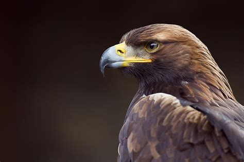 What is the National Bird of Germany? - WorldAtlas.com