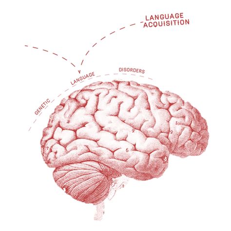 language » Synapse | Boston University