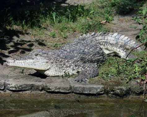 Cuban Crocodile - Facts, Diet, Habitat & Pictures on Animalia.bio