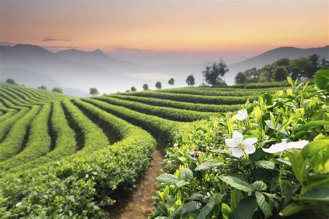 Tea and the taste of climate change - China Studies Program