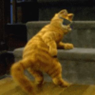 Cat Dancing GIFs - Find & Share on GIPHY