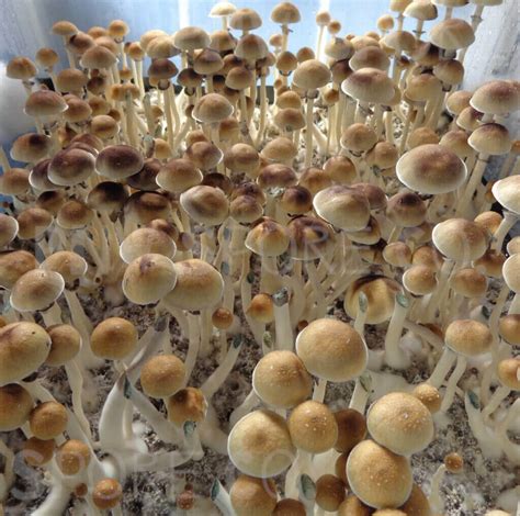 Types of Magic Mushrooms: A PNW Spore, Co. Guide.