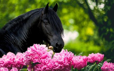 Horses Spring Time Wallpapers - Wallpaper Cave