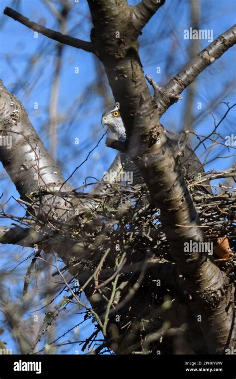 at the hawk nest... Goshawk ( Accipiter gentilis ), male hawk on its nest, doing nesting ...