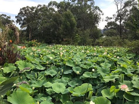 Blue Lotus Water Garden (Yarra Junction): UPDATED 2020 All You Need to Know Before You Go (with ...