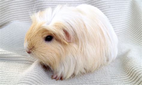 Silkie Guinea Pigs (Top 10 Facts, Breeding Profile & Care)