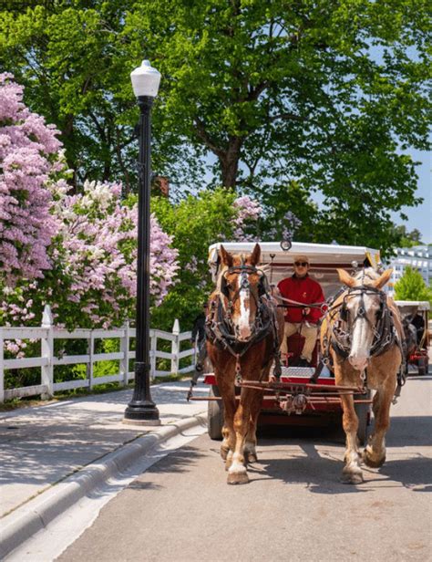 Mackinac Island Lilac Festival: June 12-14, 2024 - Excite Tours