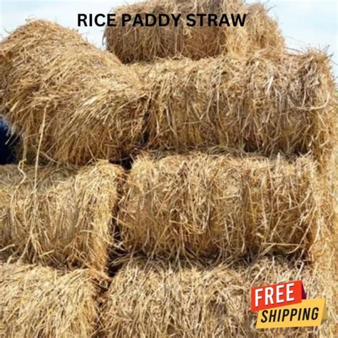 CEYLON RICE PADDY Straw Pure 100% Organic Mulch Dried Natural ...