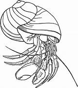 Hermit Crab coloring Page  Animals Town Animal color Sheets sketch template