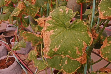 Cucumber Plants Dying: Causes and Cures - Garden.eco