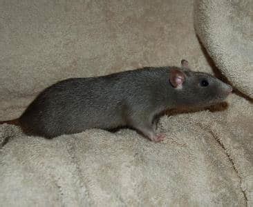 Fancy Rat Varieties: Fur Color, Eye Color, Coat Type, and Markings ...