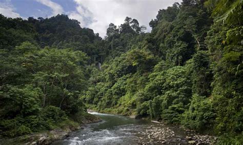 Intrepid travel with tribal survival & untouched jungle in wild Borneo