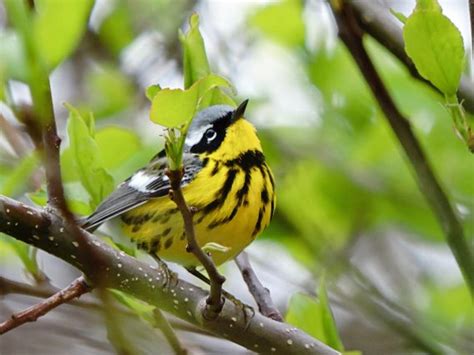 Warblers - Birds and Blooms