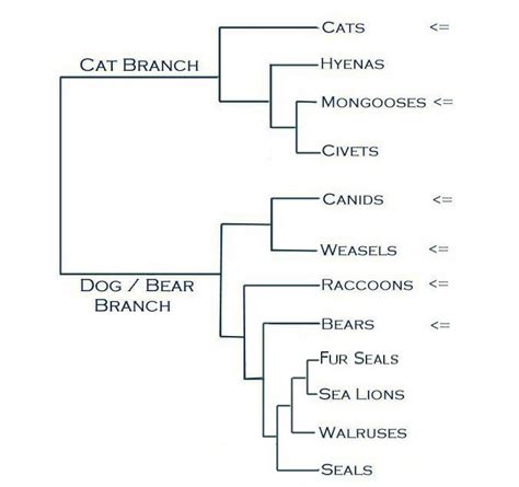 Carnivore Phylogeny