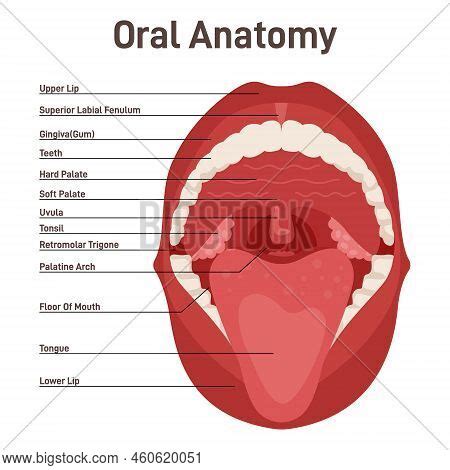 Oral Cavity. Human Vector & Photo (Free Trial) | Bigstock