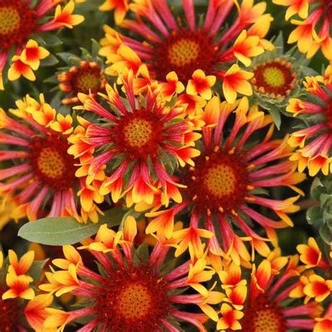 Gaillardia x grandiflora 'Fanfare' (Blanket Flower)