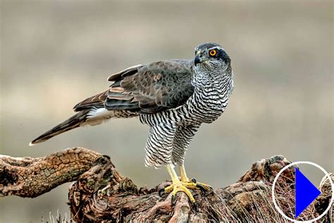 Nesting Goshawks Scotland | Live Streaming Webcam | Abernethy Forest