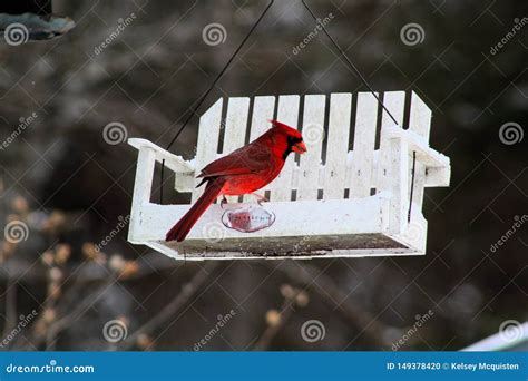 Bright Red Cardinal Bird on Feeder Stock Photo - Image of feeder, cardinal: 149378420