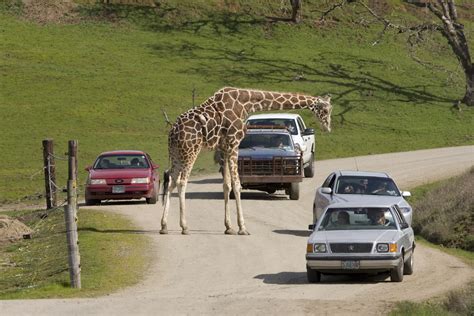 Wildlife Safari Listing - Crater Lake Oregon - Lodging, Restaurants ...