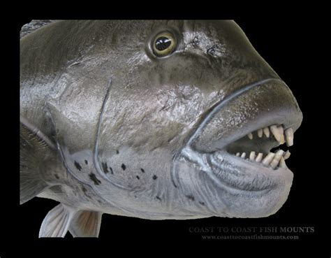 Blackfish Fish Mount and Fish Replicas | Coast-to-Coast