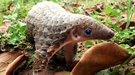 Rainforest Rescue calls for tough pangolin protection measures - Rainforest Rescue