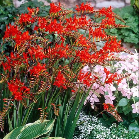 Crocosmia 'Lucifer' | White Flower Farm