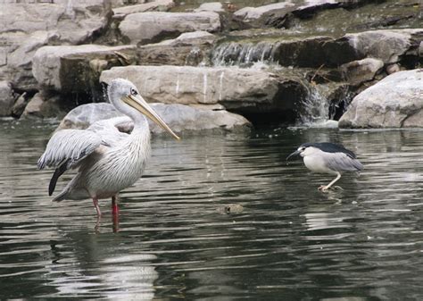 Bird Pelican Lake - Free photo on Pixabay