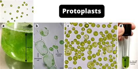 Protoplasts - Definition, Application and Protoplasts Culture - Biology ...