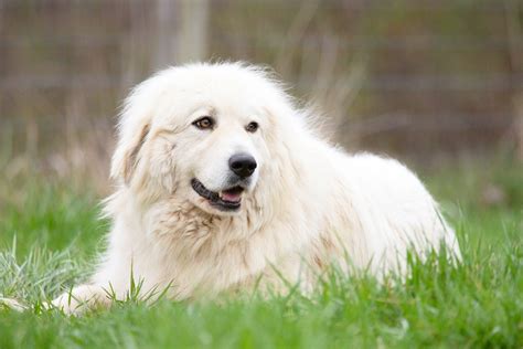 Is A Great Pyrenees A Good House Dog