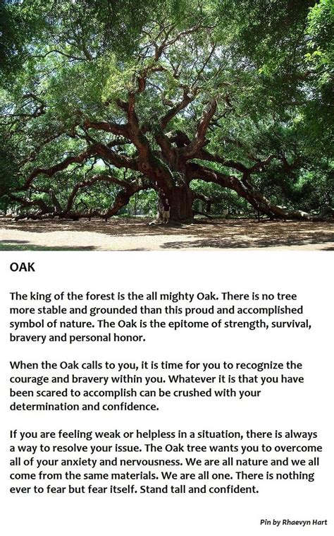 Pin by Neta on nature | Oak tree, Oak tree symbolism, Tree